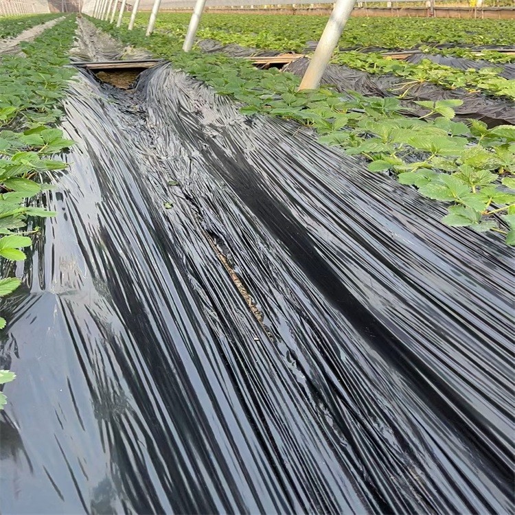 Black Plastic Mulch Film price